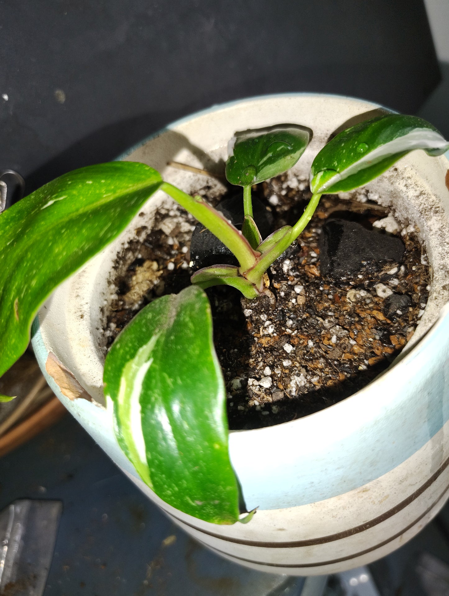 White wizard philodendron